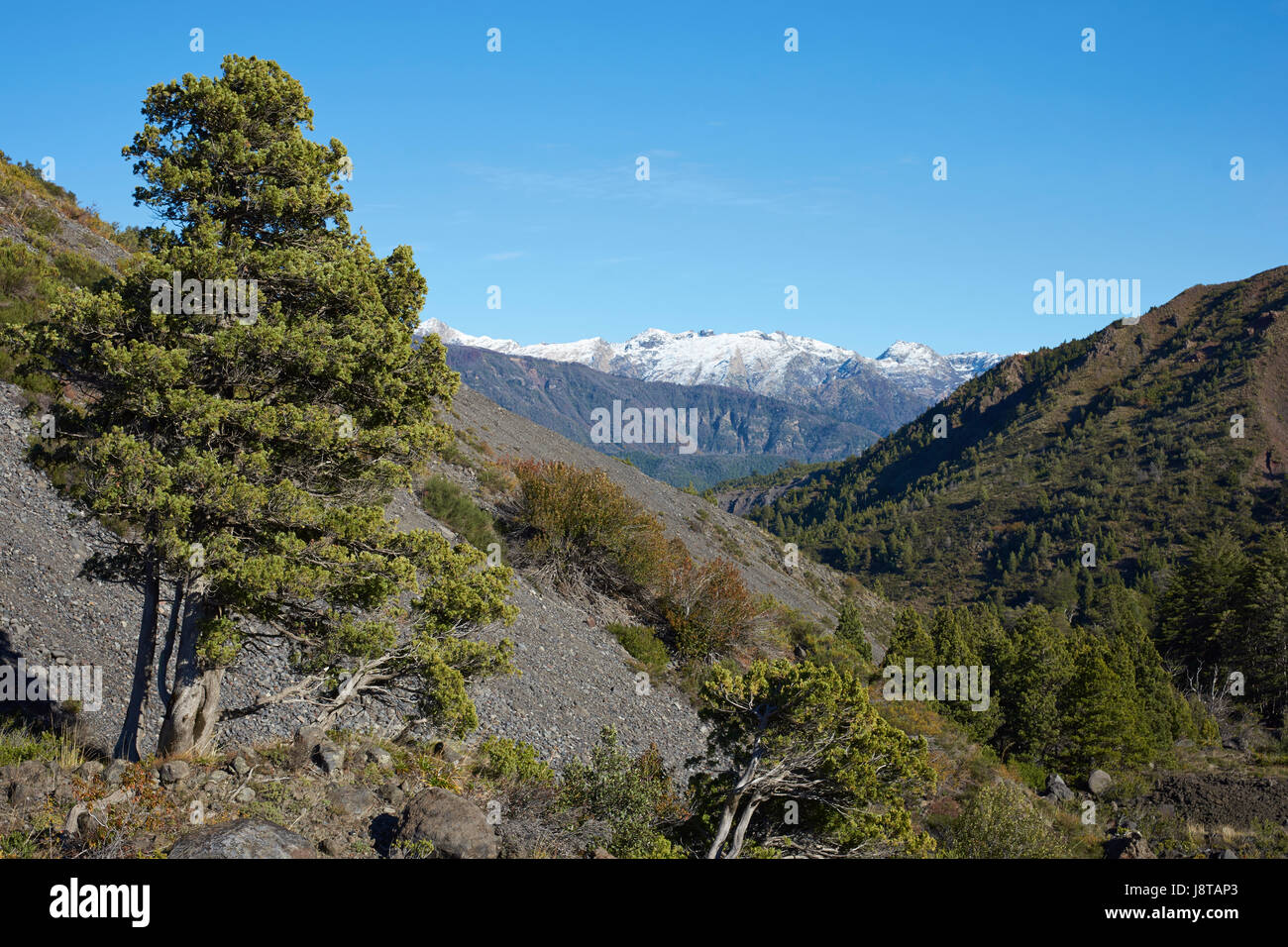 Forested valley of the River Laja as it flows through Laguna de Laja National Park in the Bio Bio region of Chile. Stock Photo