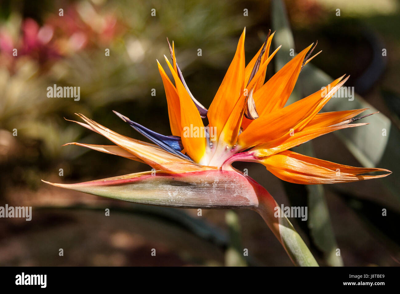 Flower Hawaiian Bird of Paradise Stock Photo Alamy