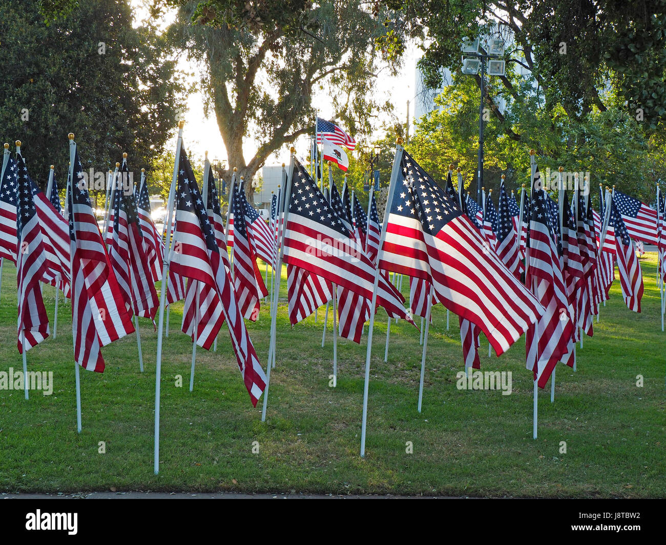 Many American Flags Stock Photo