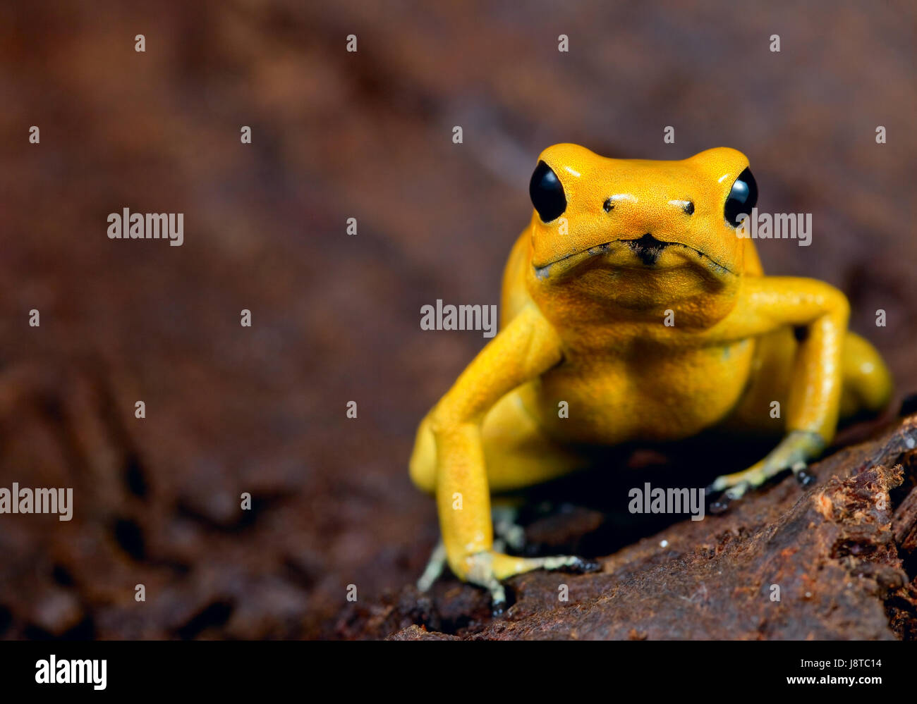 animal, frog, amazon, rainforest, rain forest, yellow, toxic, poisonous