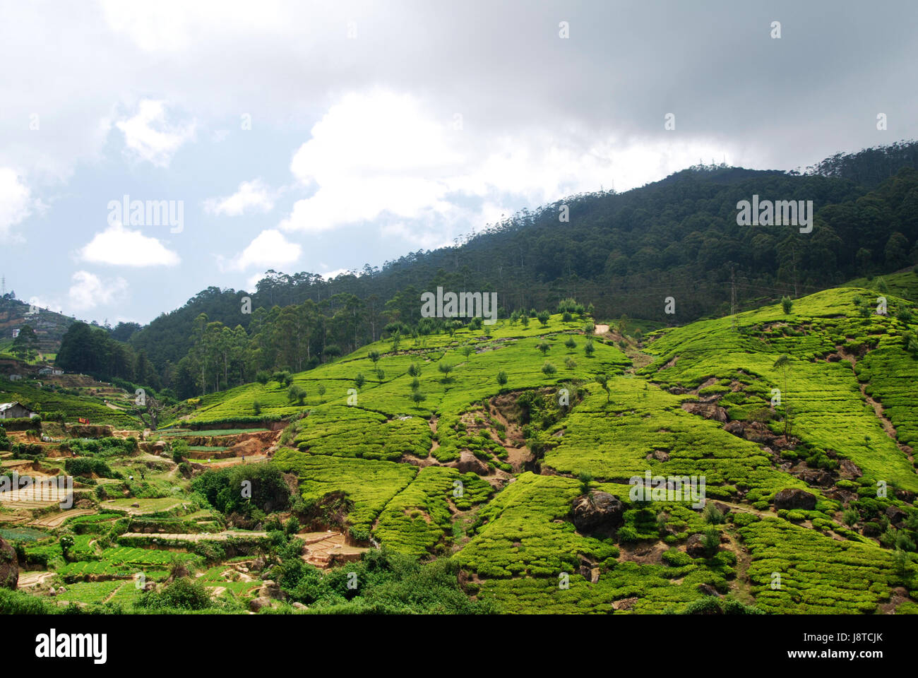 tea, plantation, tea, leaf, travel, environment, enviroment, tree, hill ...