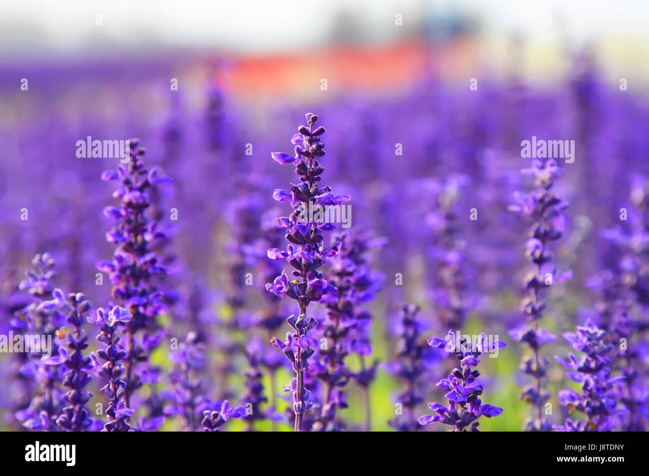beautiful lavender flower close up in a field in Thailand Stock Photo -  Alamy, image size:1300x954