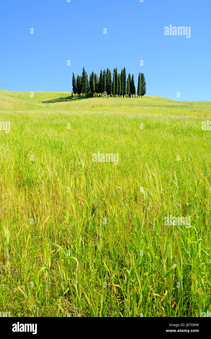 hill, spring, tuscany, cypress, meadow, italy, forest, blue, tree, hill, green, Stock Photo