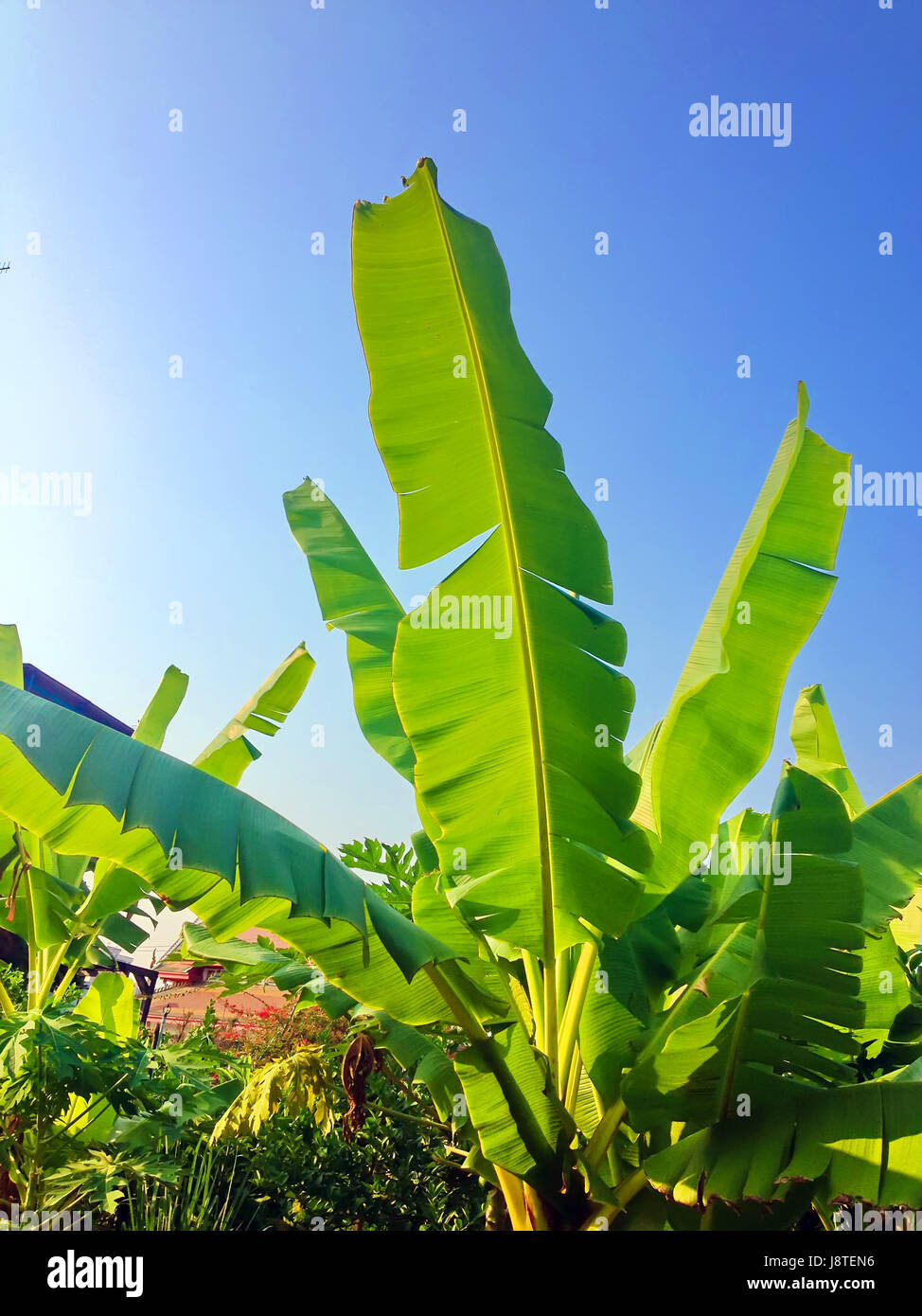 green banana leaf on blue sky background Stock Photo - Alamy