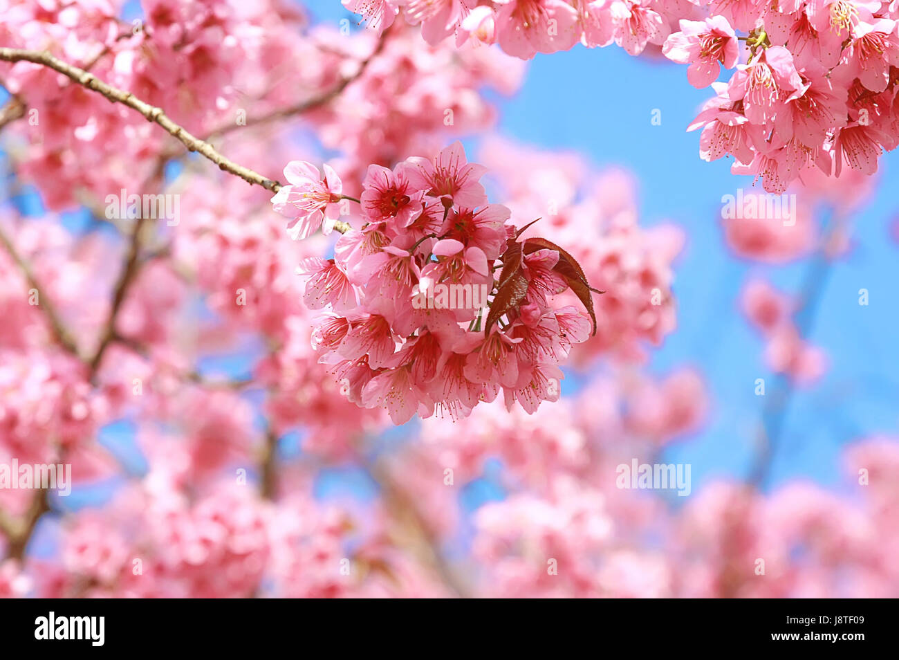 close up of cherry pink blossom on blue sky background Stock Photo - Alamy