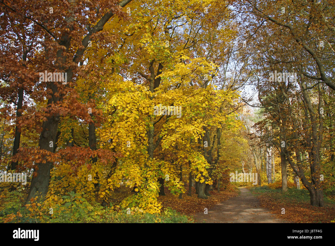 ohrbergpark in autumn Stock Photo