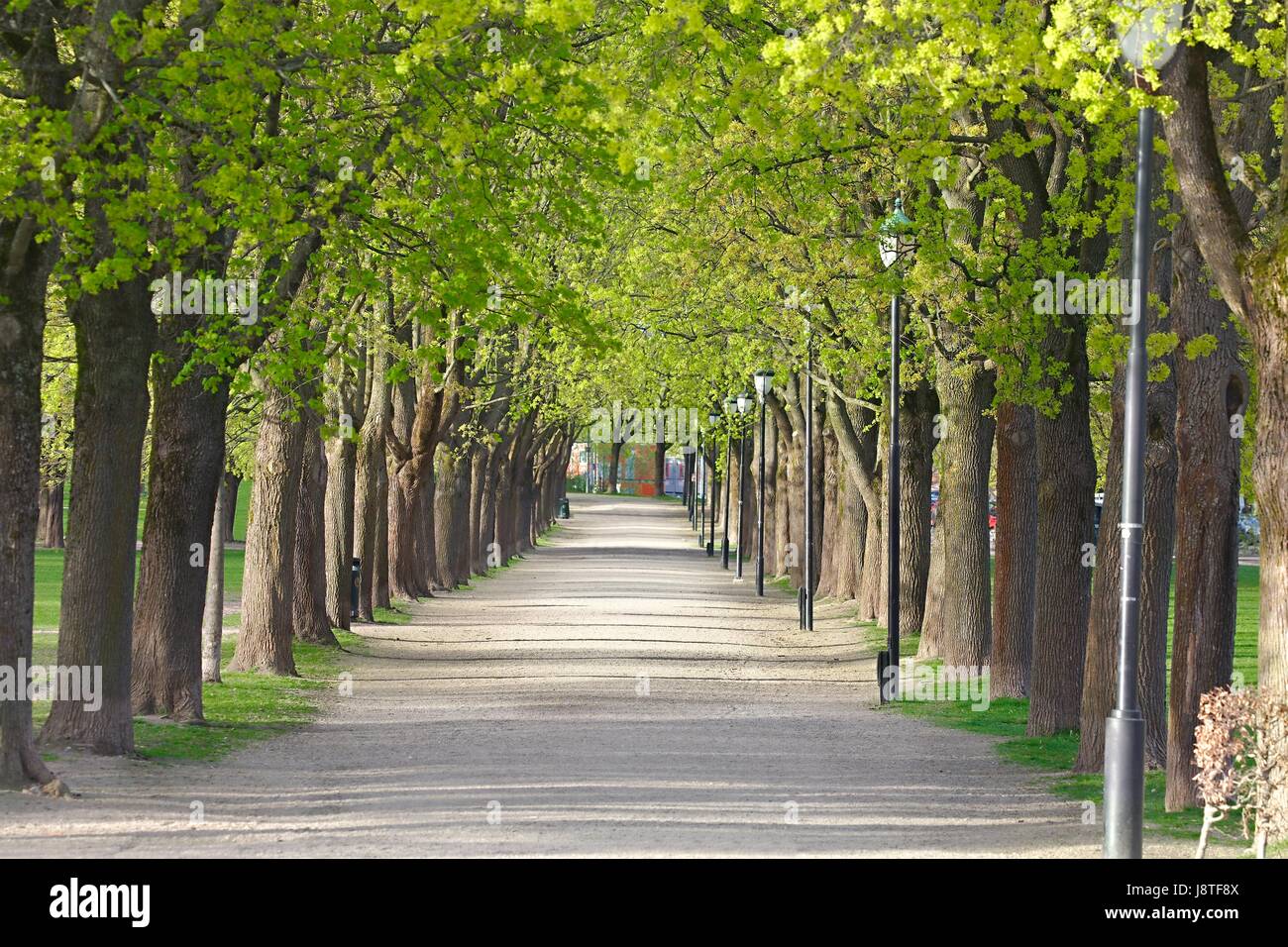 PArk with line of trees Stock Photo