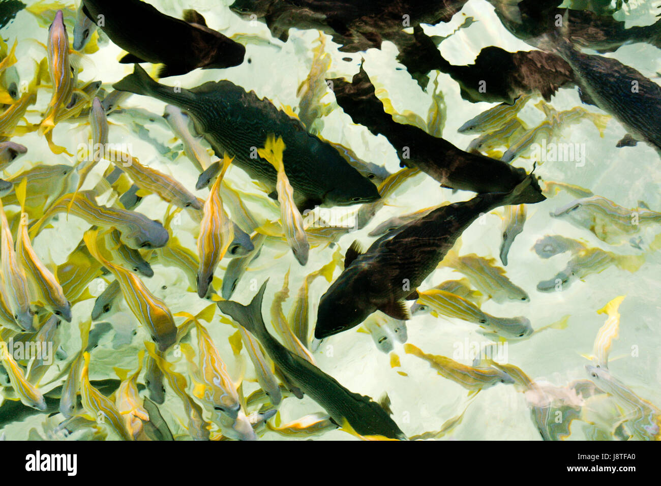 Fodder Fish fodder, animal, animals, fish, to gorge, engulf, devour, pisces, swarm ...