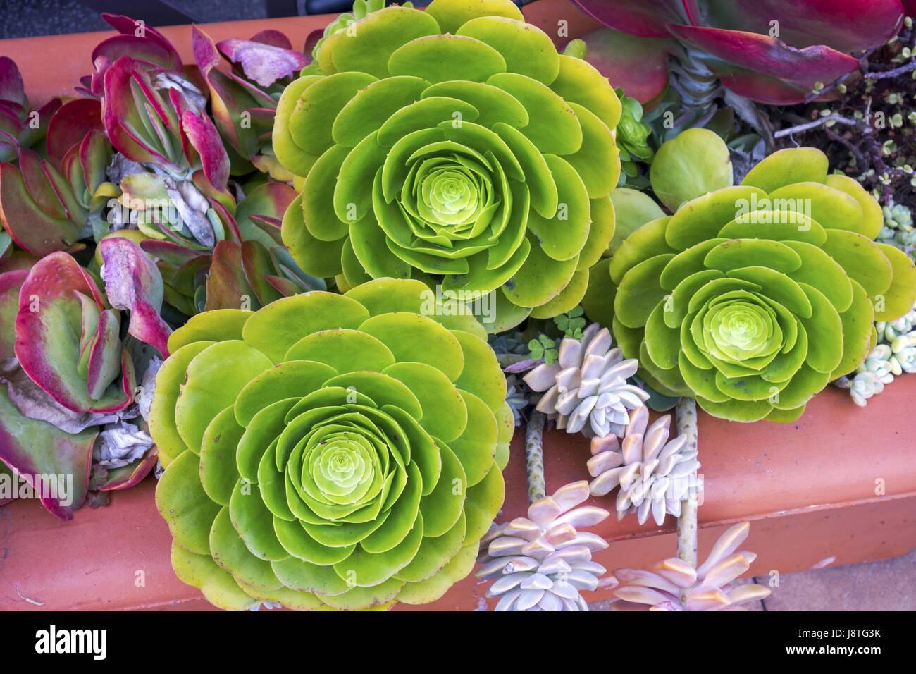 Decorative Artificial Roses Multicolored Green Flowers Arrangement
