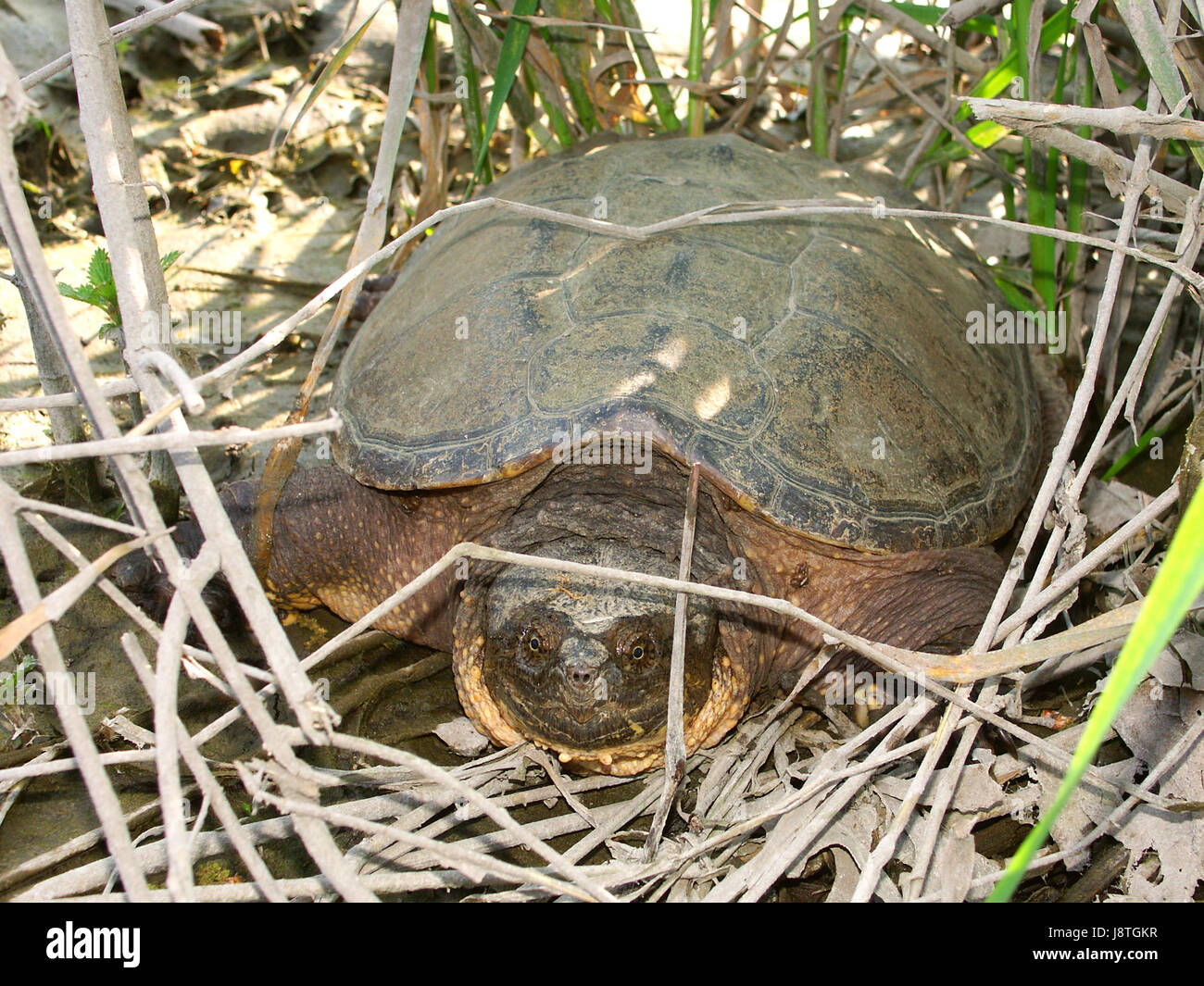 reptile, turtle, turtles, tortoise, macro, close-up, macro admission, close up Stock Photo