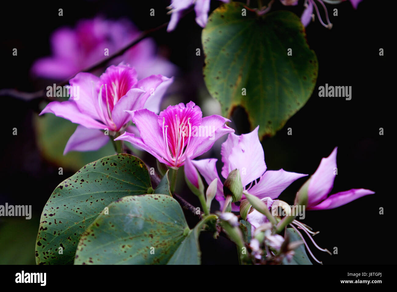 tree, bloom, blossom, flourish, flourishing, deciduous tree, spain, purple, Stock Photo