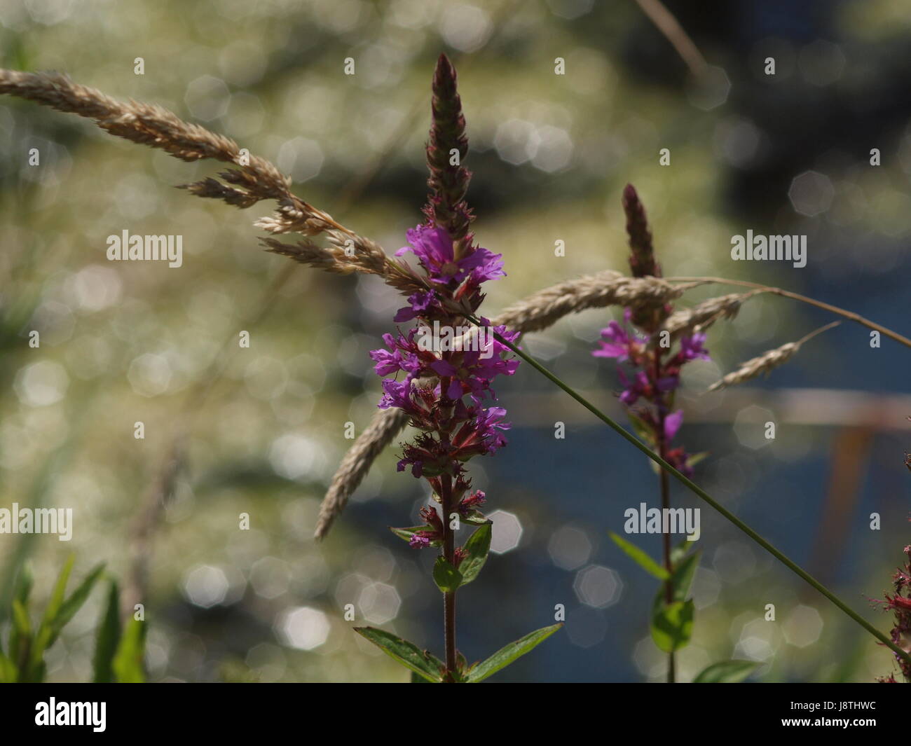 sommerblume am see Stock Photo - Alamy