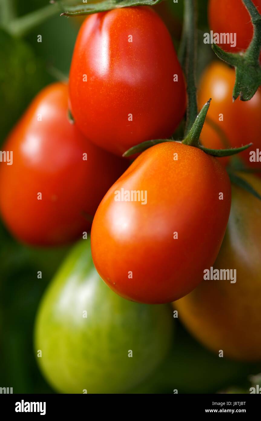 plum tomatoes on the vine growing Stock Photo Alamy