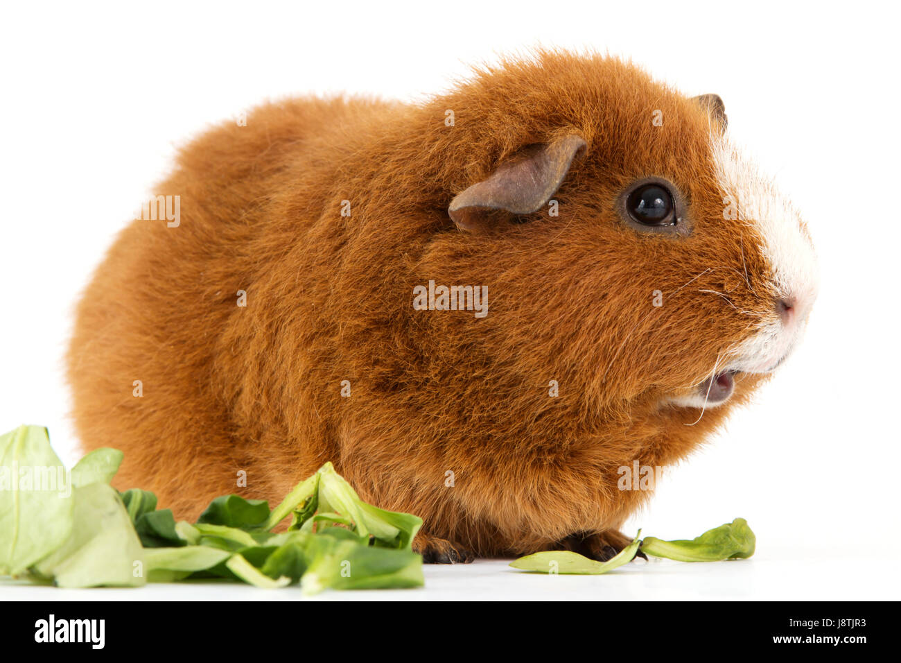 guinea pig with salad Stock Photo Alamy