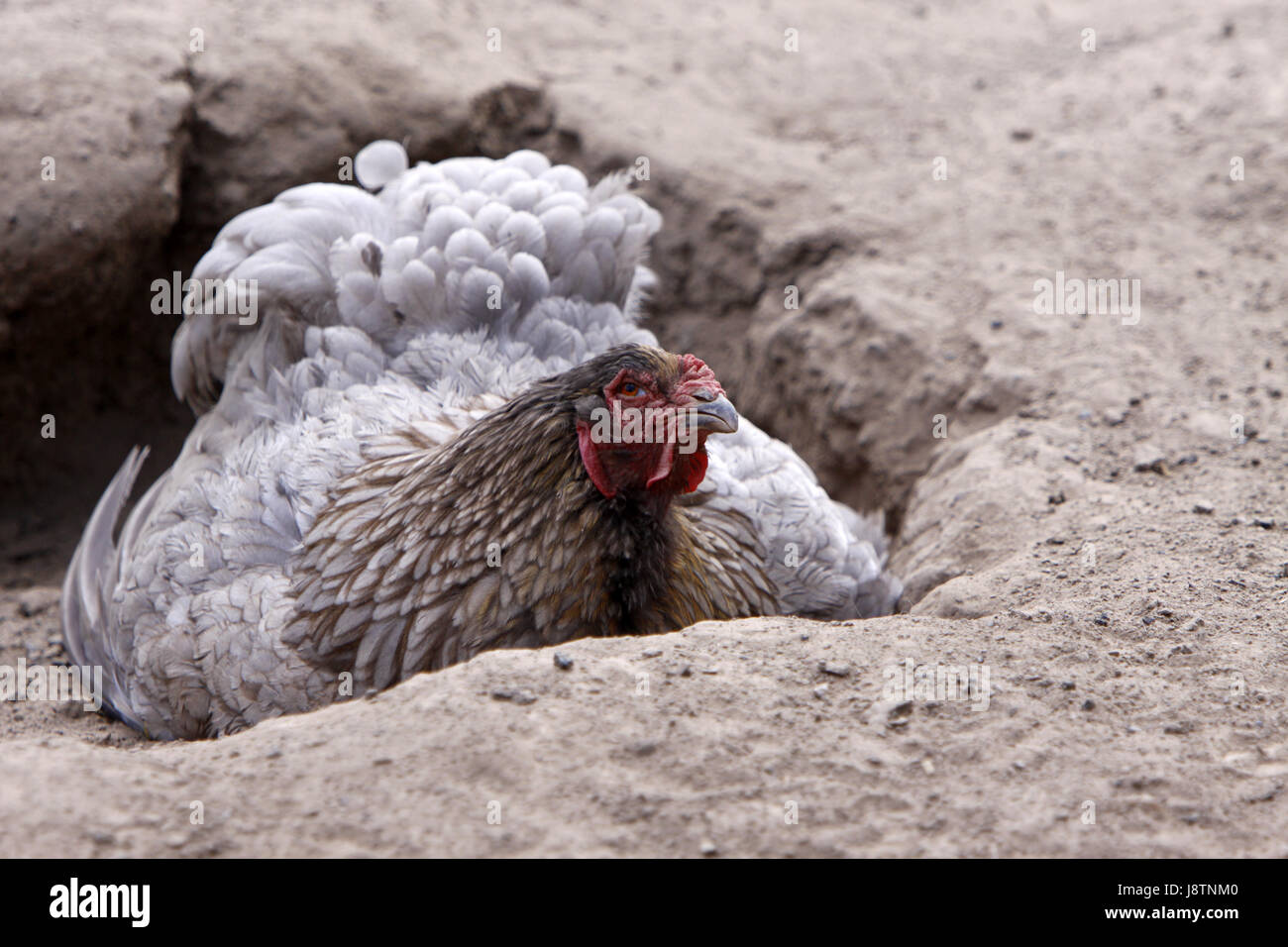 dust, chicken, sands, sand, chickens, hens, bird, dust, birds, poultry