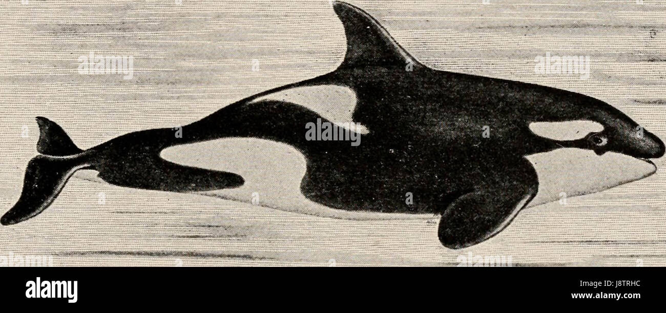 "Introduction to zoology; a guide to the study of animals, for the use of secondary schools;" (1900)