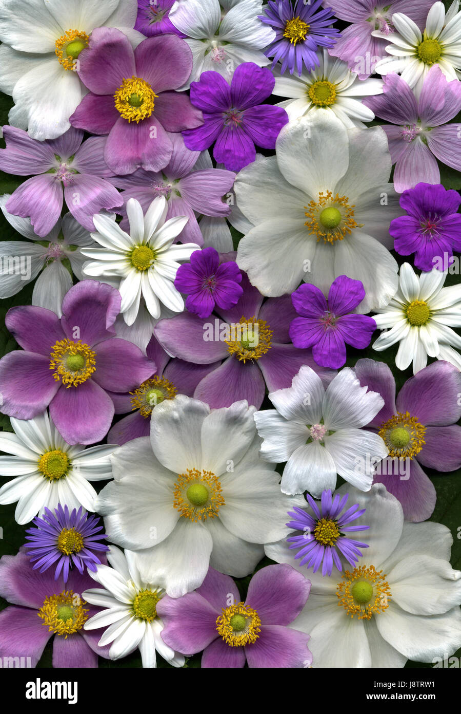 background with flowers in a colorful diversity Stock Photo - Alamy
