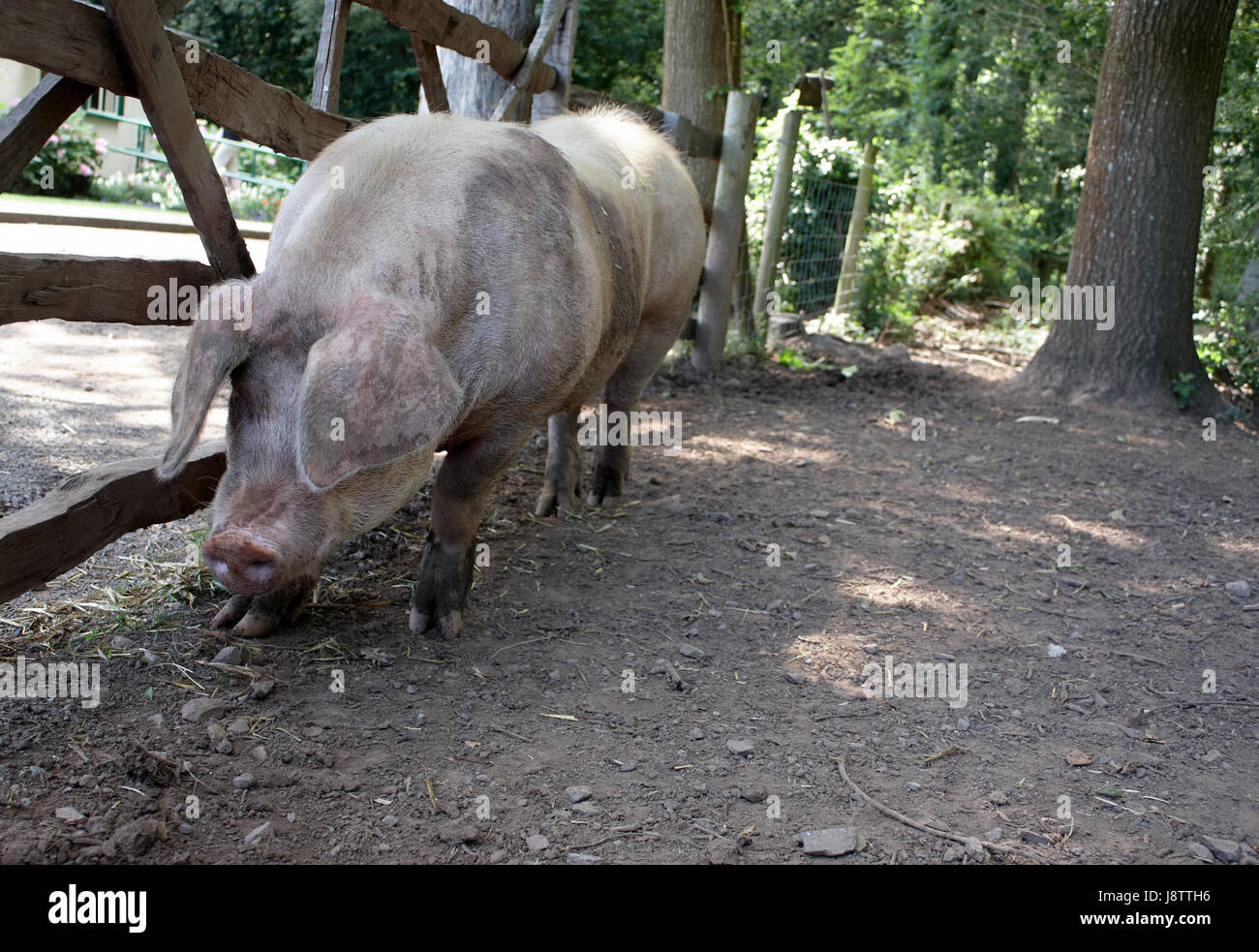 Goal, Passage, Gate, Archgway, Gantry, Farm Animal, Enclosure, Pig 