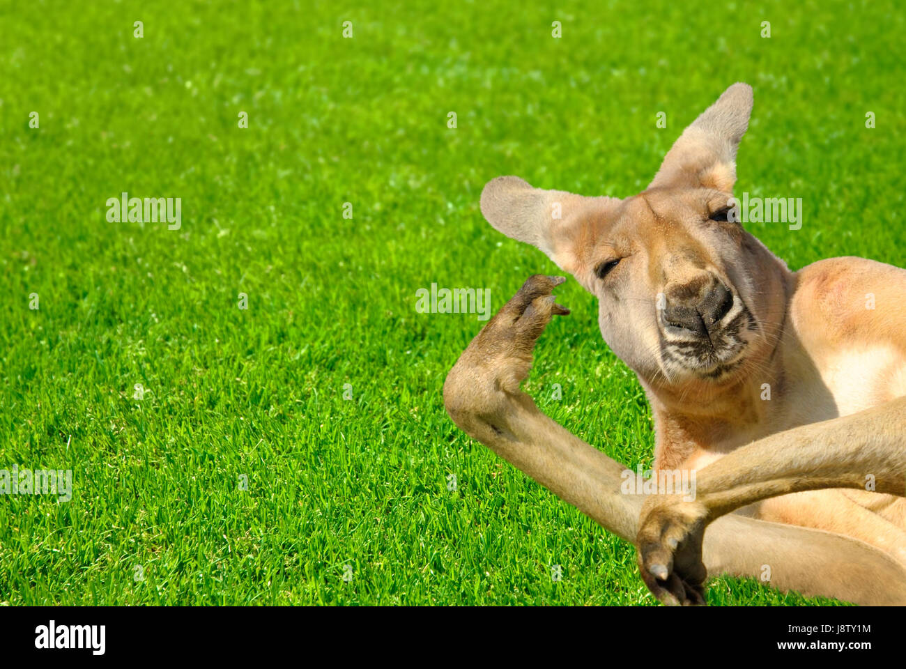 kangaroo in amusing pose lying on lawn Stock Photo