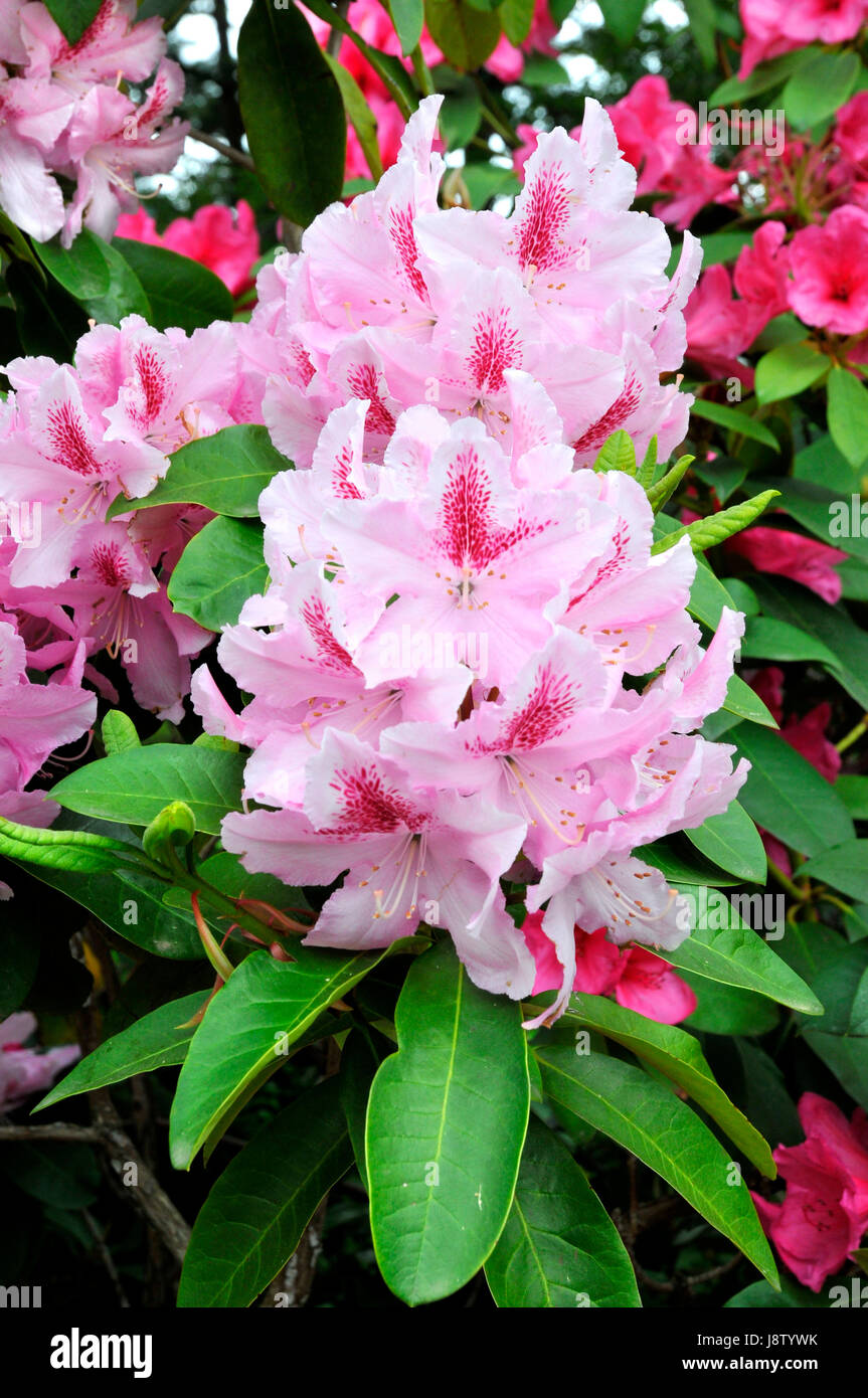 Spring Rhododendron flower, plant, spring, rhododendron, shrub, season, blooming, leaf ...