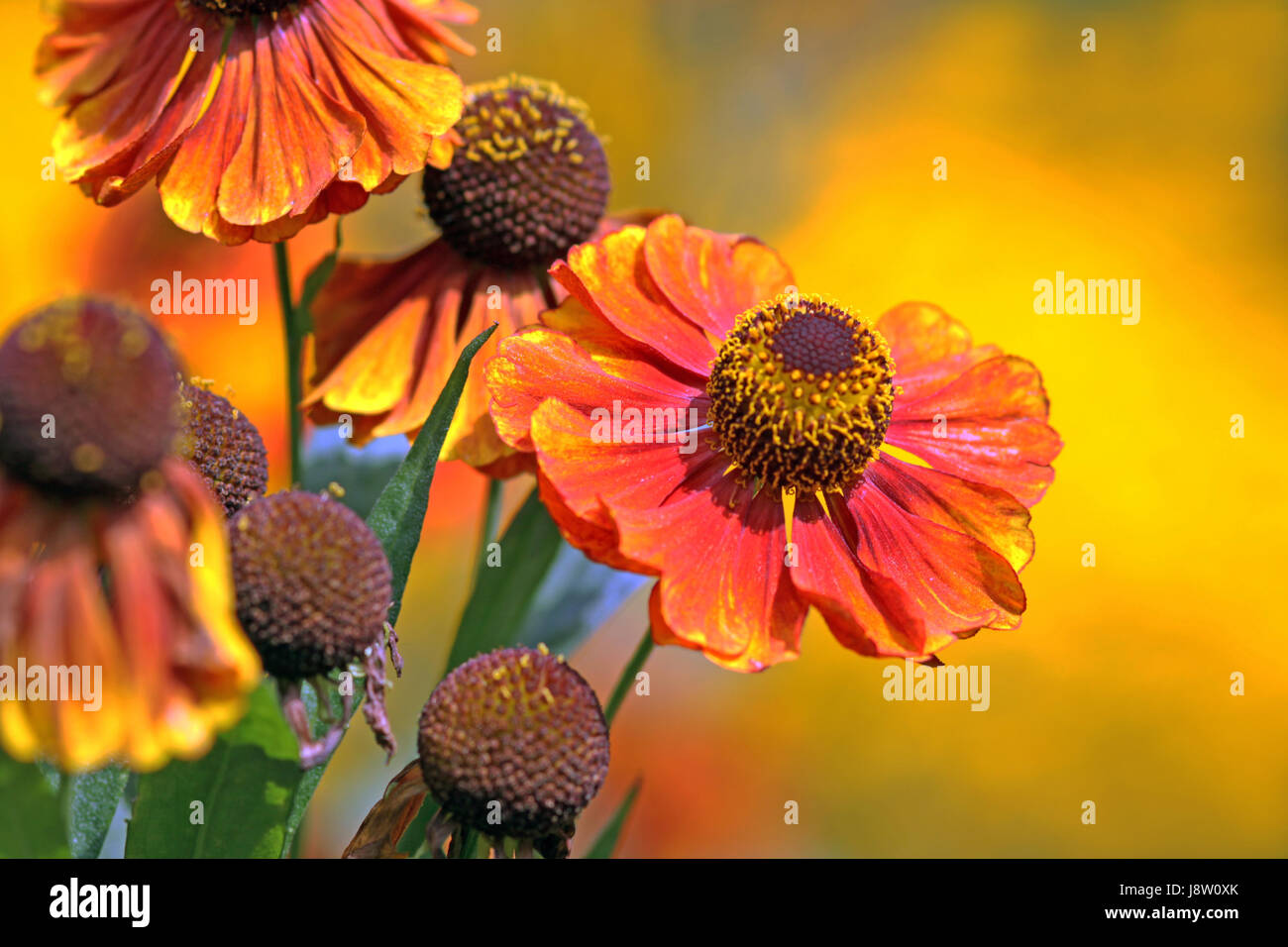fire, conflagration, fiery, red, yellow, flower, plant, bloom, blossom, Stock Photo