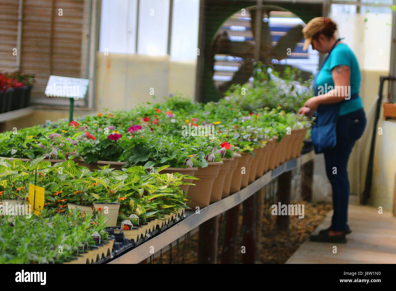 A nursery greenhouse worker working on the plants Stock Photo