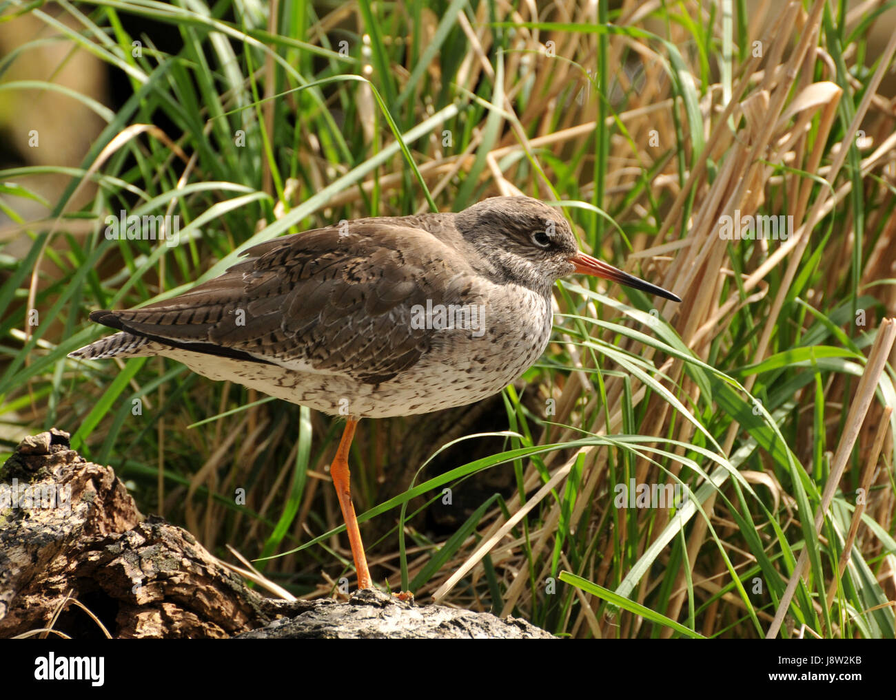 bird, birds, beak, beaks, reed, bird, birds, beak, brood, beaks, reed ...