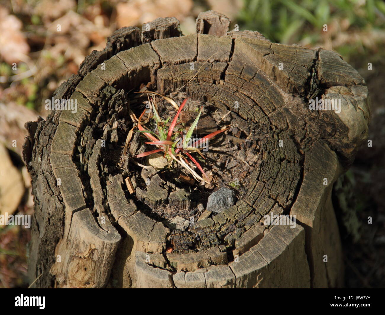 outlive, snag, growth, survival, plant, nature, environment, enviroment