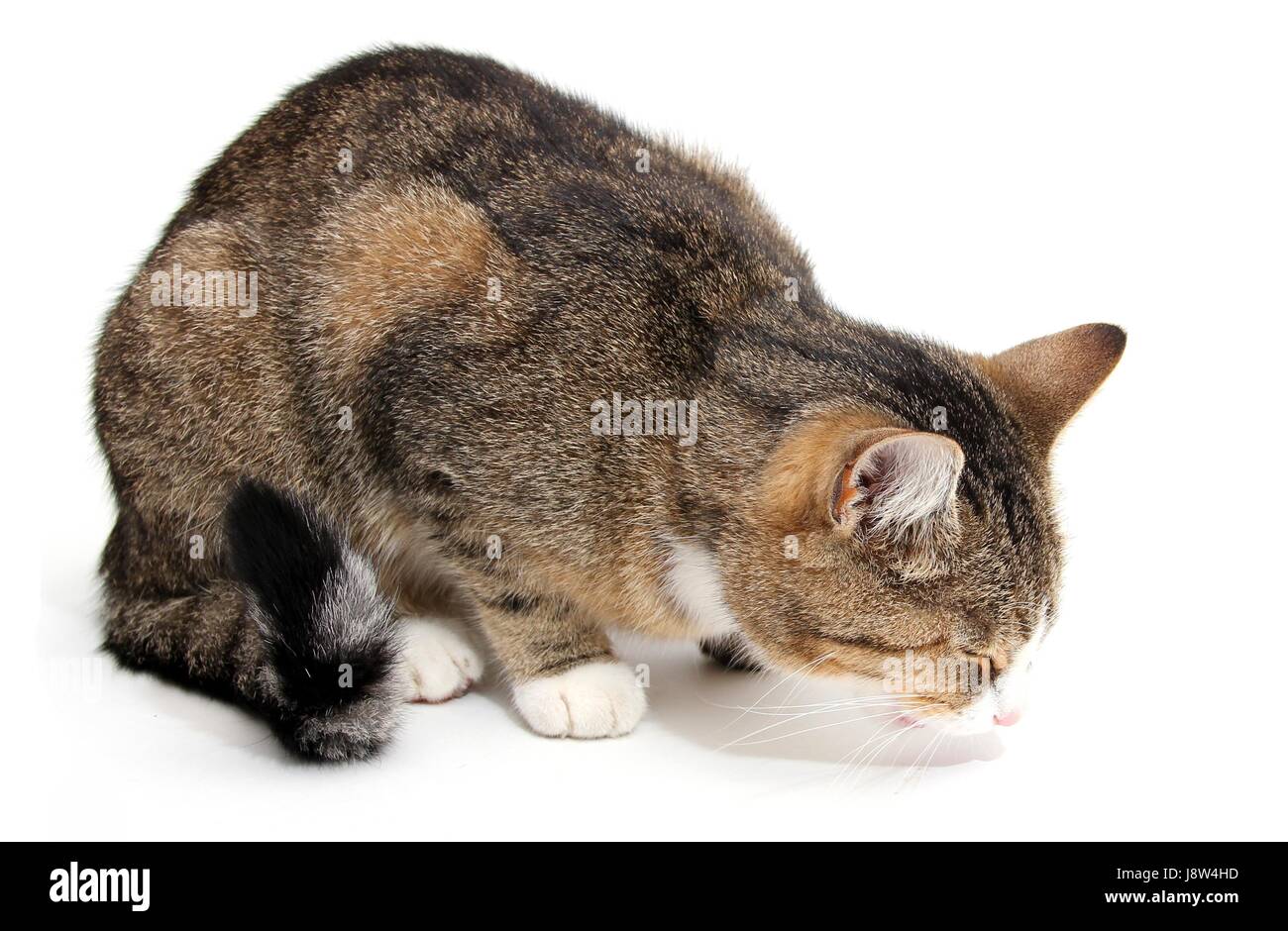 поза больной кошки. у кота боли живот. сгорбленная поза у кошки. поза боли у кошек. вынужденная поза у кота.