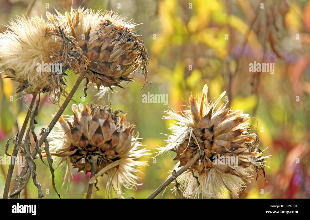coloured, colourful, gorgeous, multifarious, richly coloured, medicinal plant, Stock Photo