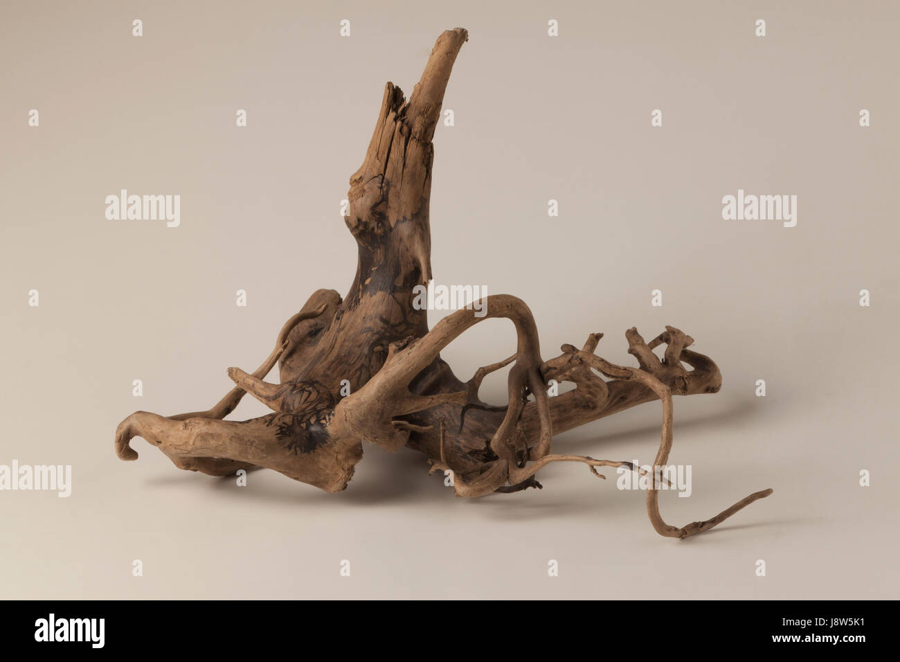 tree,root,tree root,art,object,tree,root,squiggly,tree root,ursprung Stock Photo