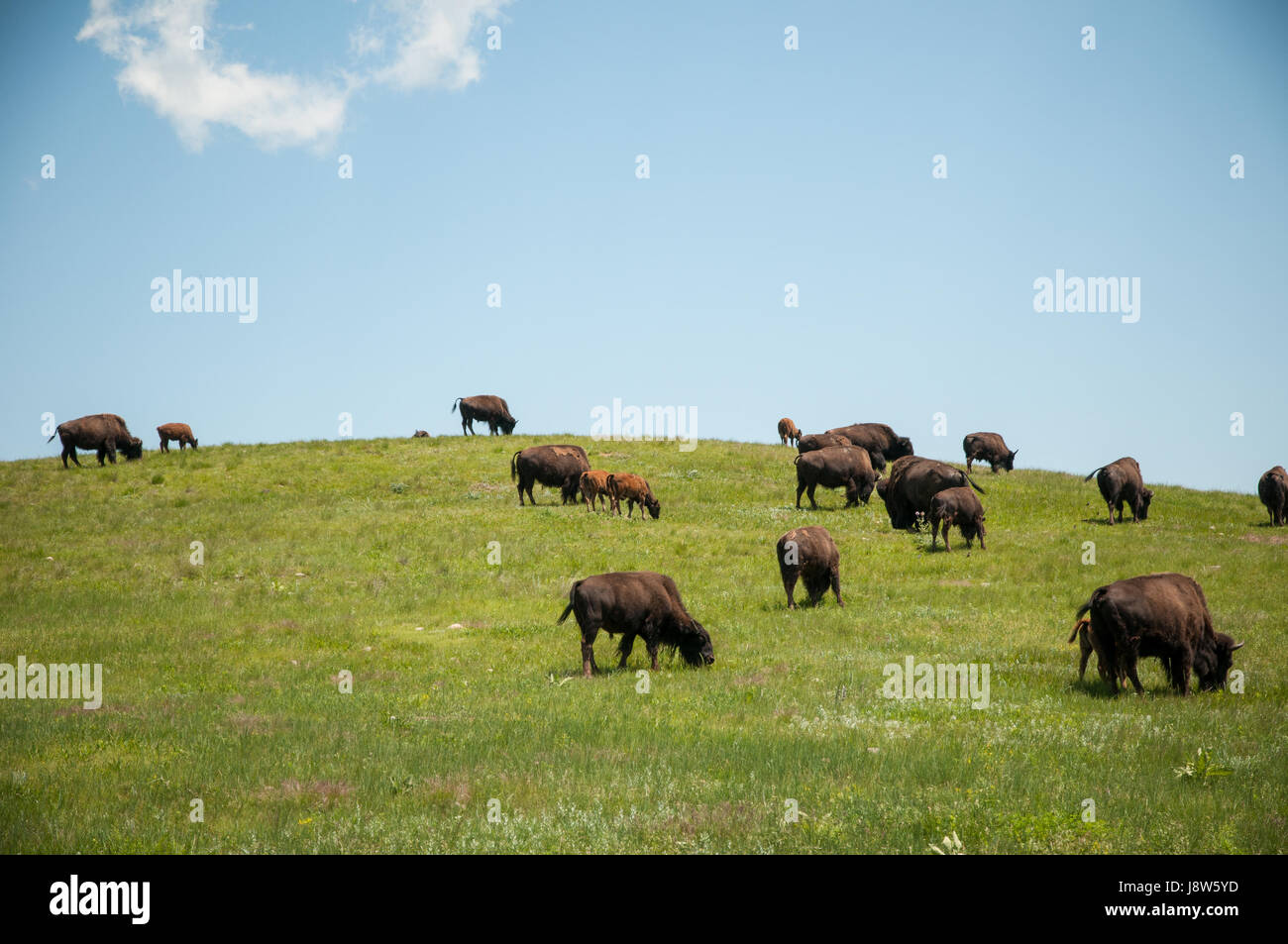 Herd of American bison (Bison bison) grazing, Wind Cave National Park, South Dakota, USA Stock