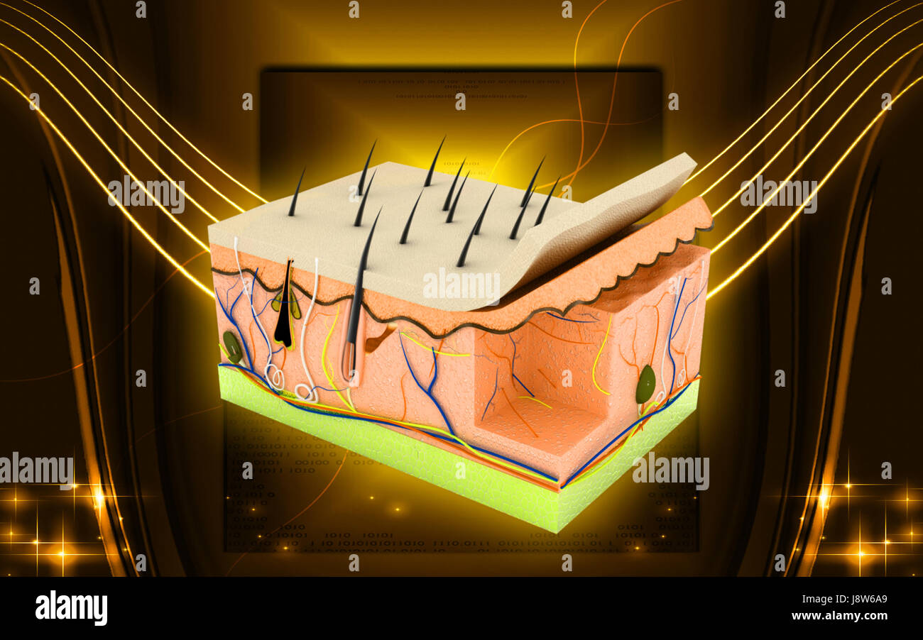 Skin Science Visual education, medicinally, medical, graphics, colour, science, skin, human ...