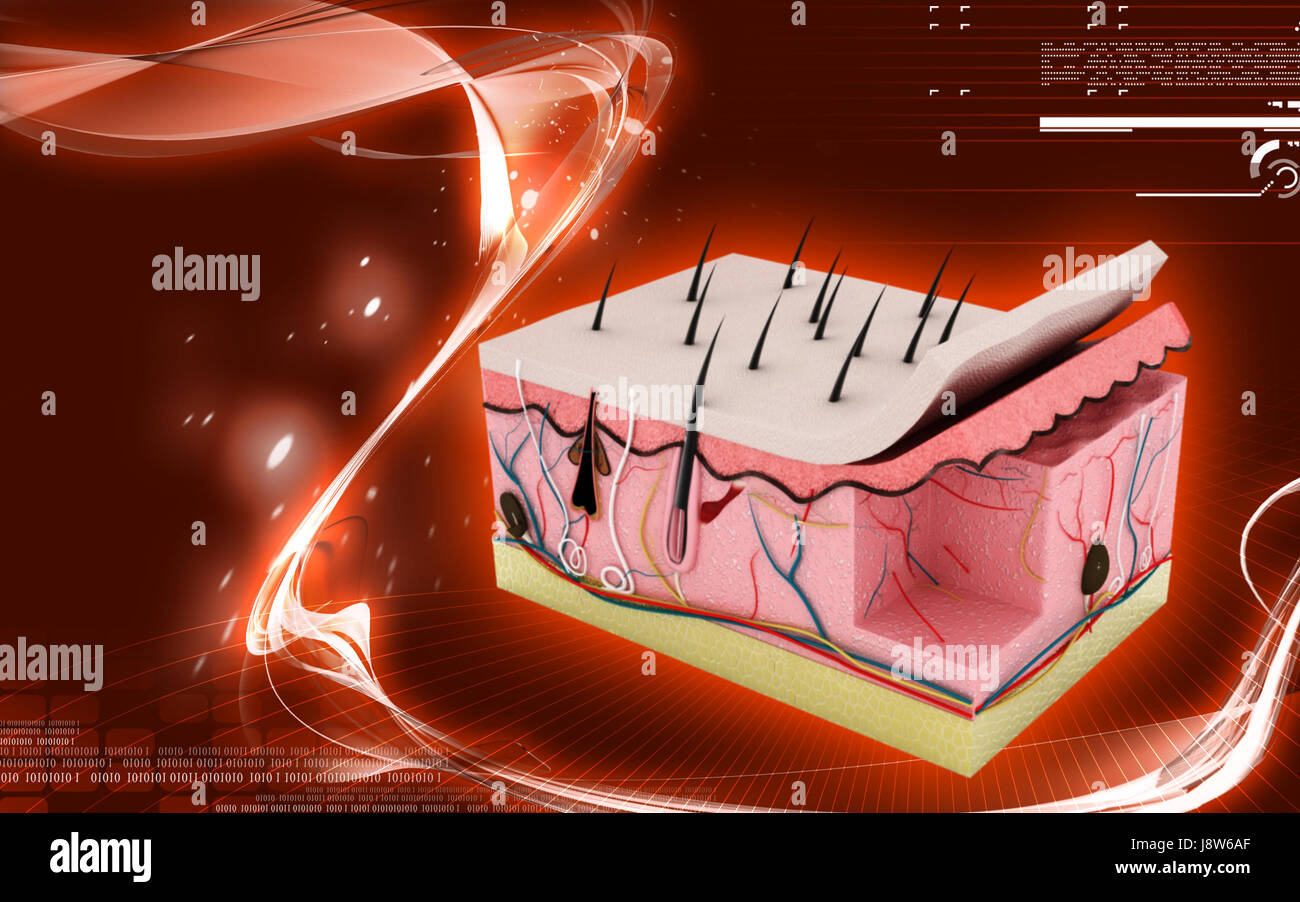 Skin Science Visual education, medicinally, medical, graphics, colour, science, skin, human ...