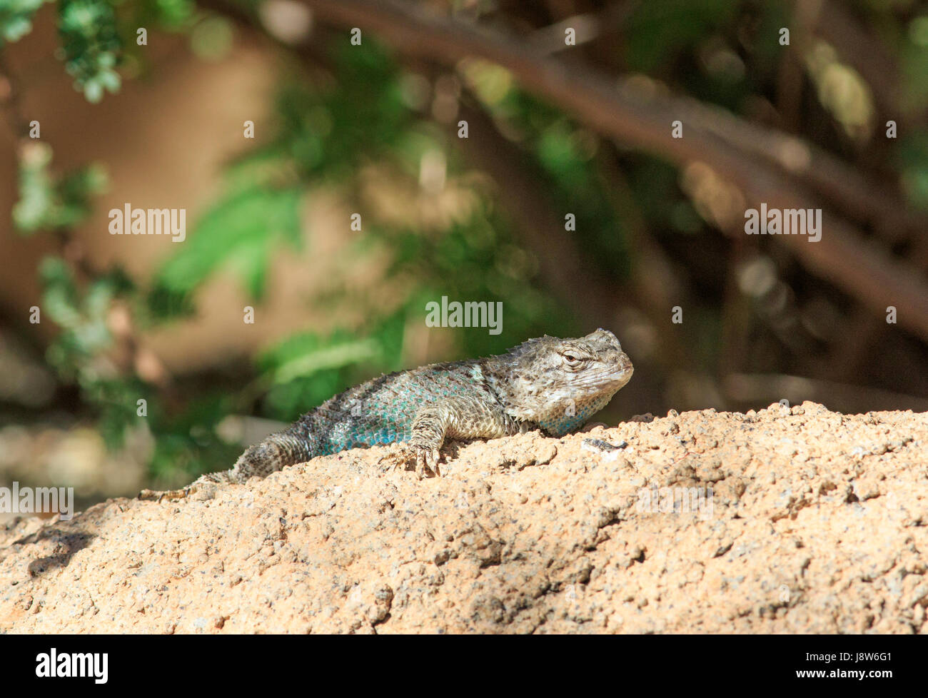 Clark's Spiny Lizard (Sceloporus clarkii) on a rock. Stock Photo