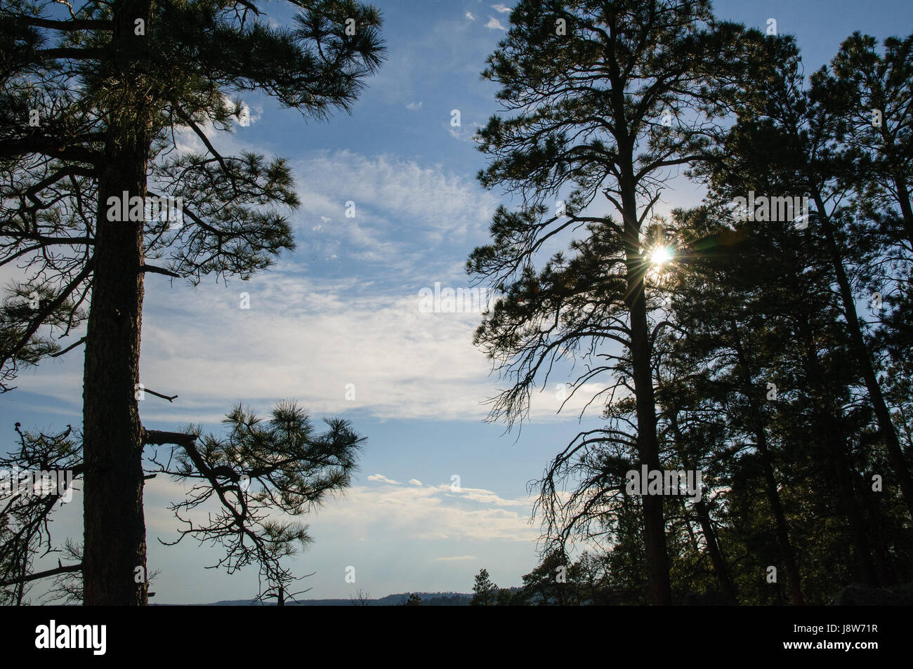 Sunlight through trees, South Dakota, USA Stock Photo