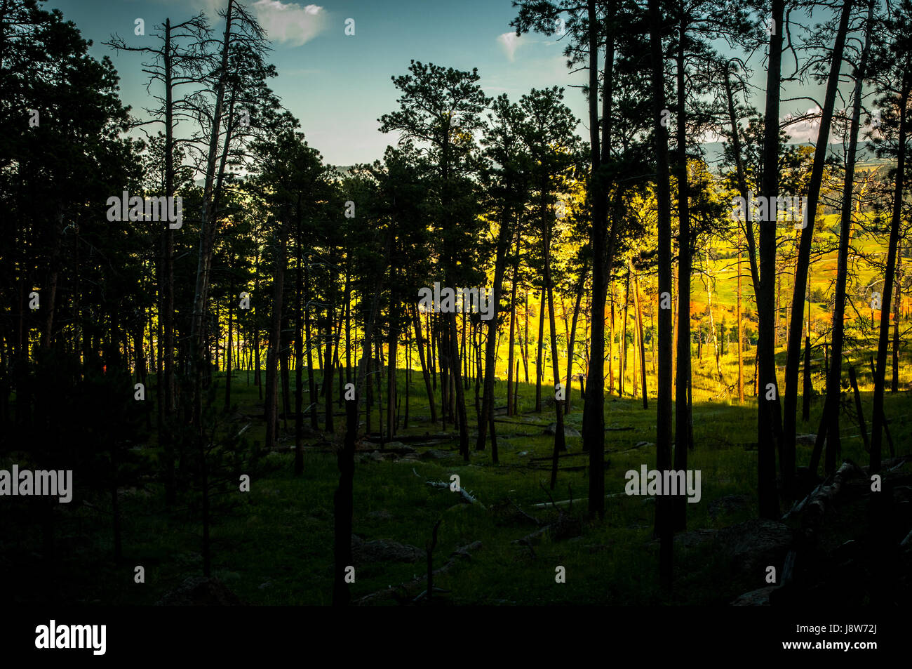 Dakota trees hi-res stock photography and images - Alamy