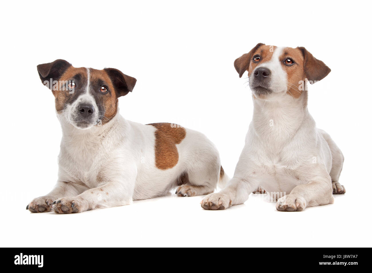 pets, animal, pet, mammal, brown, brownish, brunette, dog, studio, jack, Stock Photo