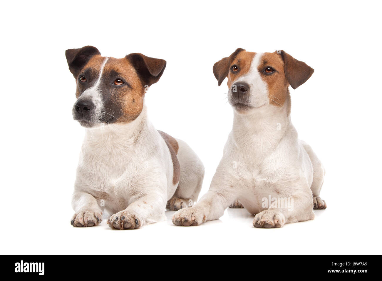 pets, animal, pet, mammal, brown, brownish, brunette, dog, studio, jack, Stock Photo