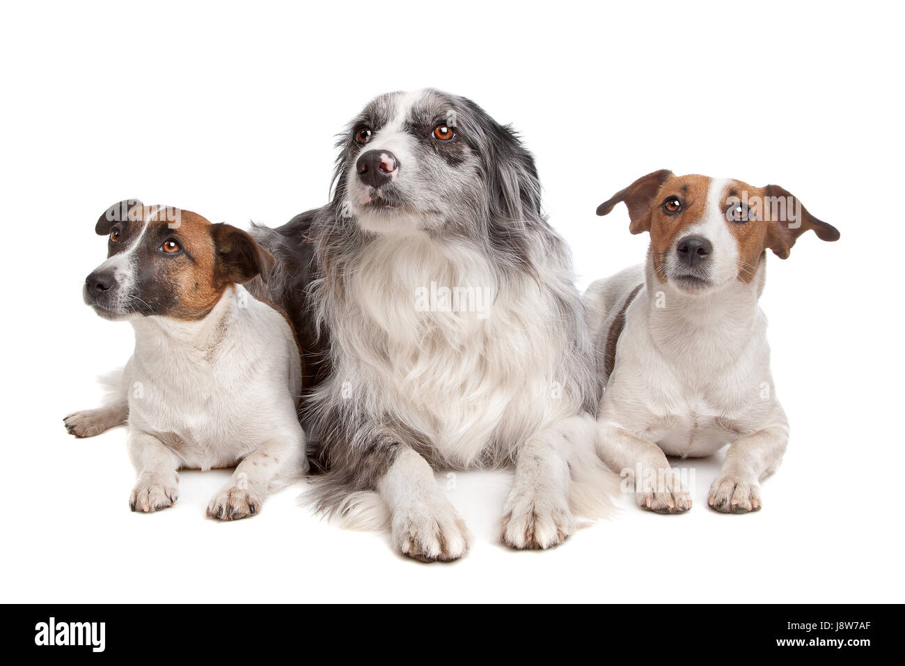 pets, animal, pet, mammal, brown, brownish, brunette, dog, studio, jack, Stock Photo