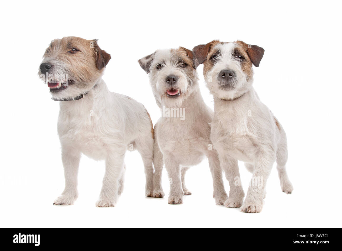 pets, animal, pet, mammal, brown, brownish, brunette, dog, studio, jack, Stock Photo