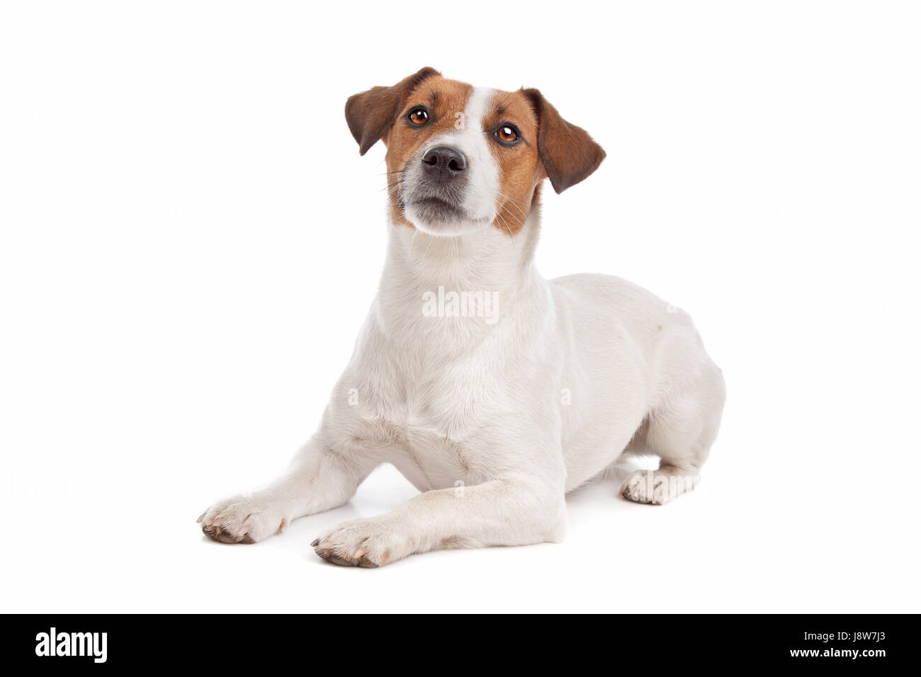 pet, animal, pet, mammal, brown, brownish, brunette, dog, studio, jack, Stock Photo