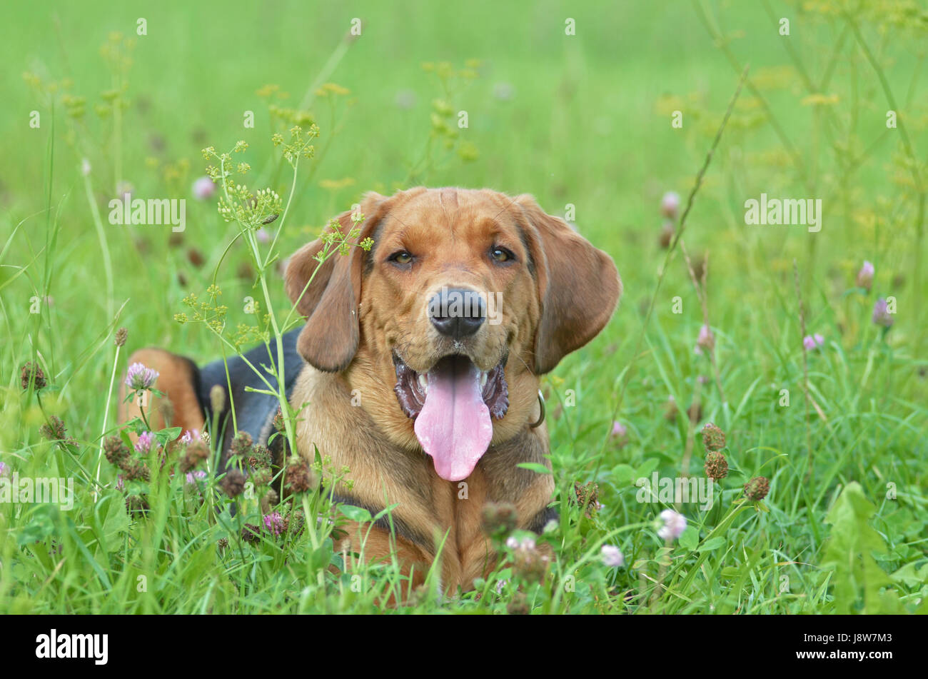Polish hound cheap lab mix