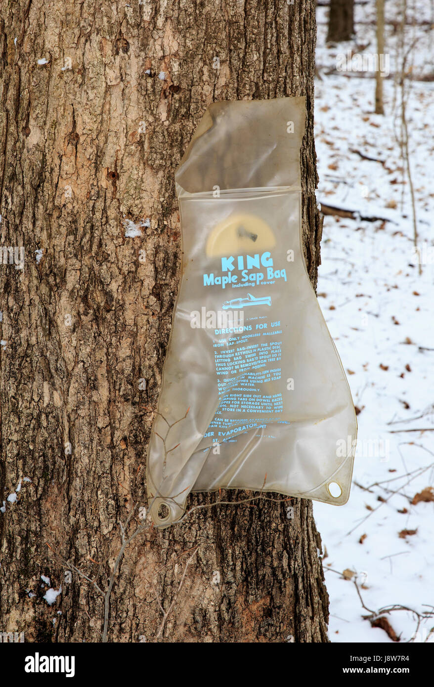 Maple sap collection maple syrup hi-res stock photography and images - Alamy