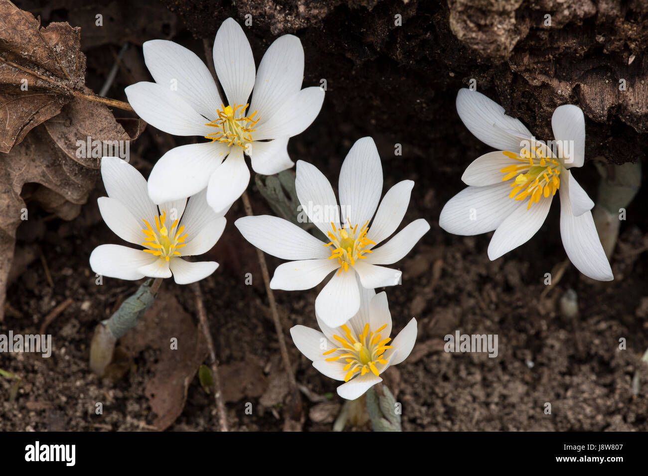 Bloodroot flowers (Sanguinaria Canadensis) in the spring. Stock Photo