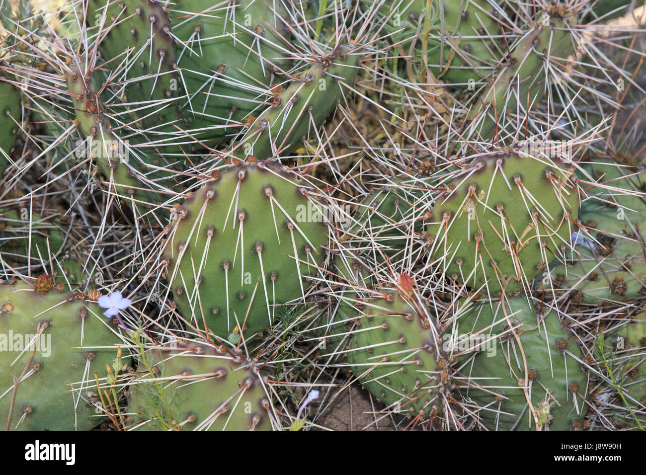 Opuntia sp. cactus and spines. Stock Photo