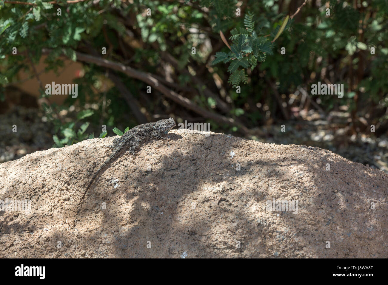 Clark's spiny lizard  (Sceloporus clarkii) on rock Stock Photo