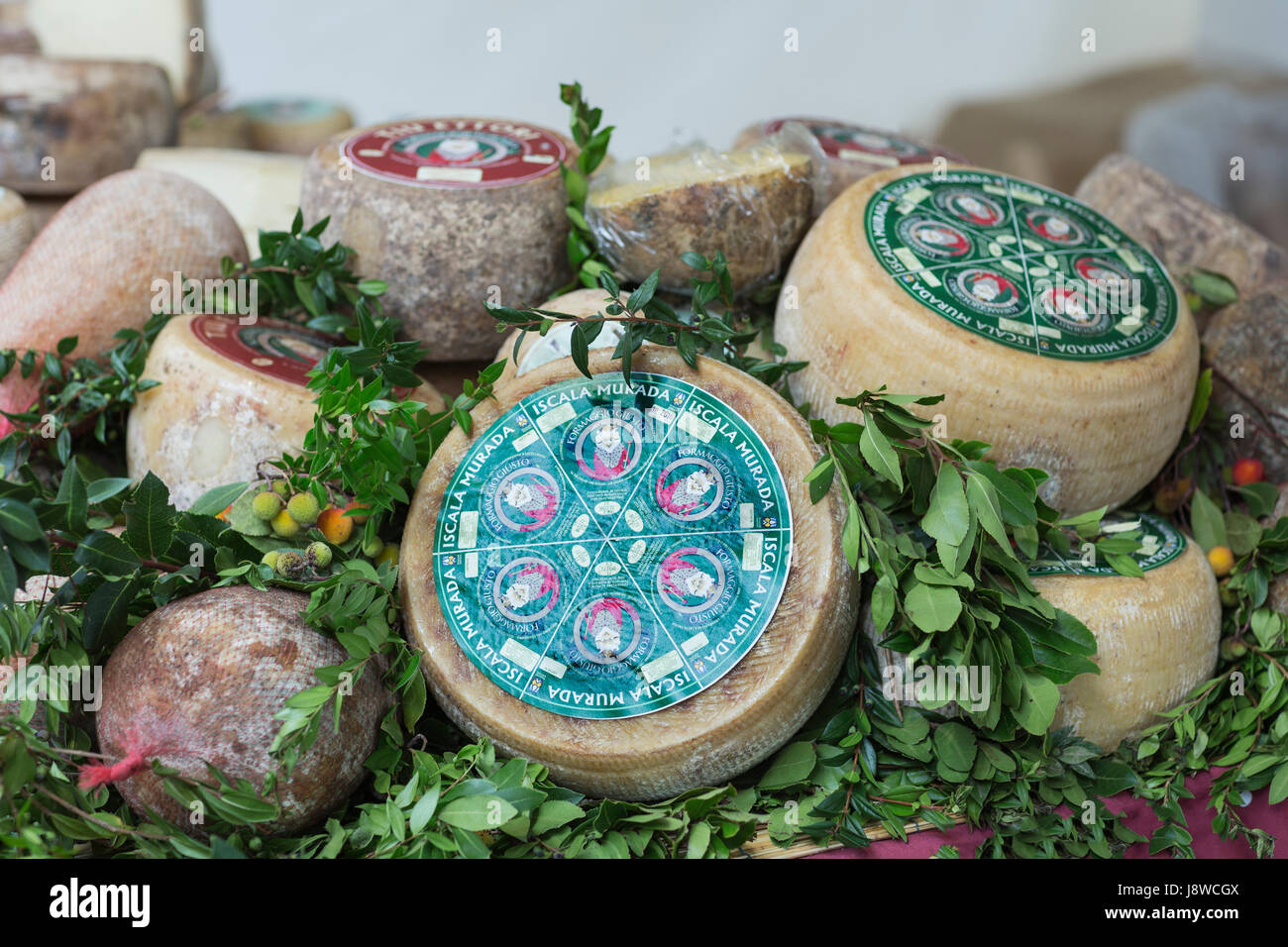 Typical pecorino cheese from Iscala Murada, Sardinia,Italy,Europe. Stock Photo