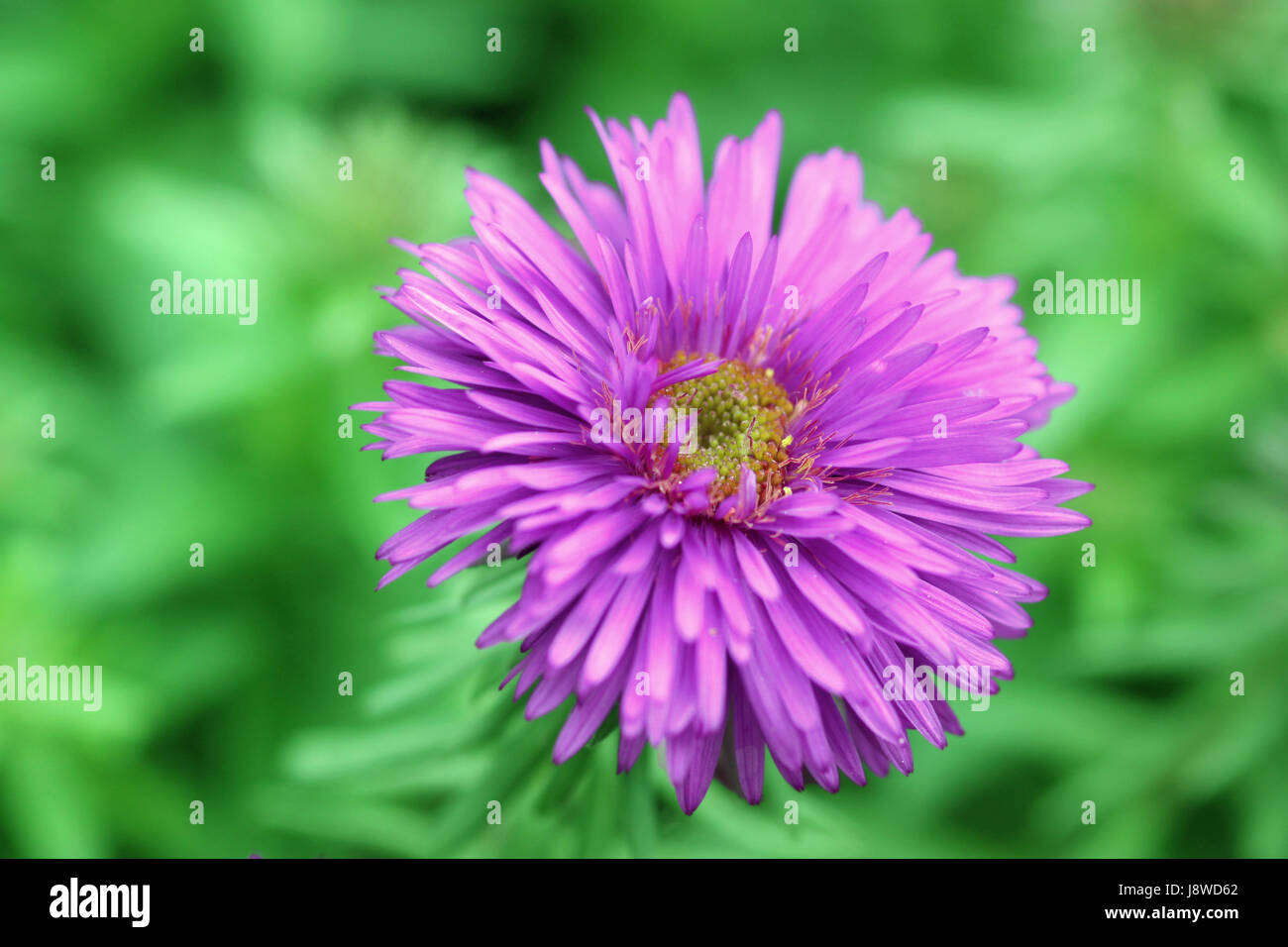 purple, violet, aster, flower, plant, bloom, blossom, flourish, flourishing, Stock Photo