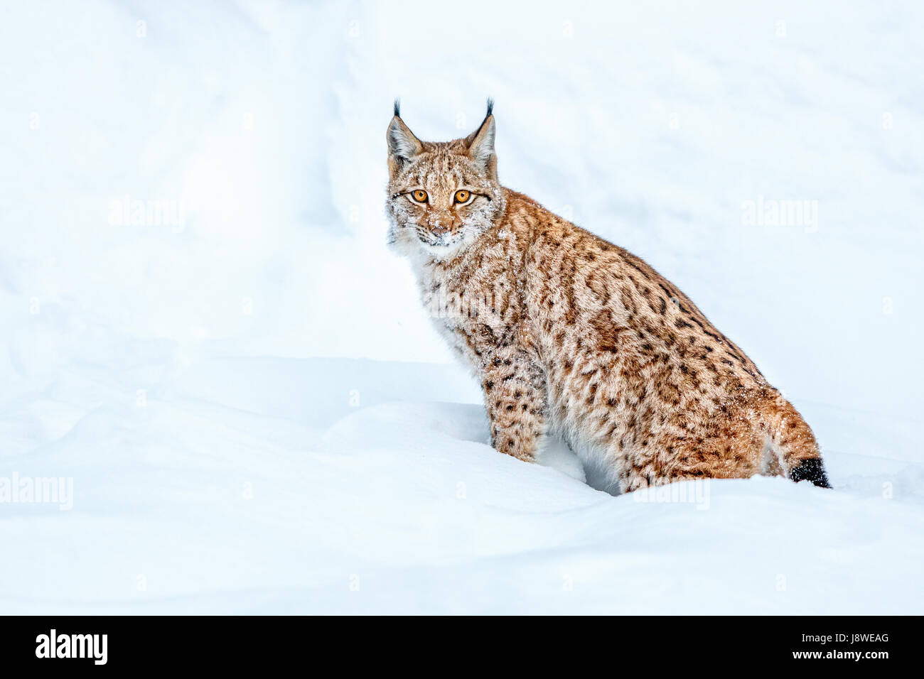 Eurasian Lynx (Lynx lynx), sitting in snow, Bavaria, Germany Stock Photo